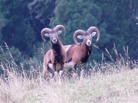 Video: Todo Sobre El Muflón Como Animal