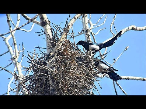Зачем 🦅 сорокам два гнезда? Pica pica.