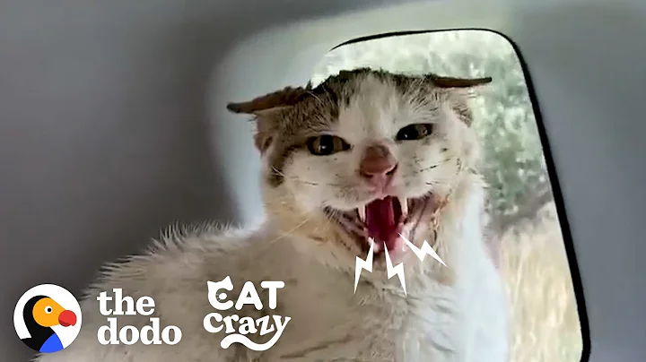 Hissing Feral Cat Falls In Love With The Guy Who Rescued Him | The Dodo Cat Crazy - DayDayNews