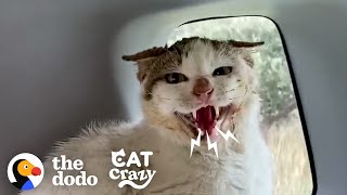 Hissing Feral Cat Falls In Love With The Guy Who Rescued Him | The Dodo Cat Crazy