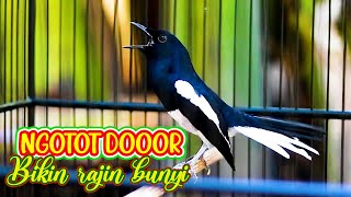 KACER NGEPLAY CARI LAWAN, PANCINGAN KACER MALAS BUNYI AGAR CEPAT GACOR