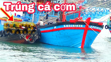 🔴 Ghe Pha Súc Cà Ná 414 Trúng Đậm Cá Cơm || Bình Thuận Dấu Yêu