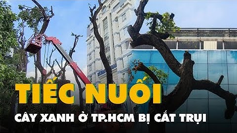 Tiếc nuối nhiều cây xanh ở trung tâm TP.HCM bị cắt trụi lủi
