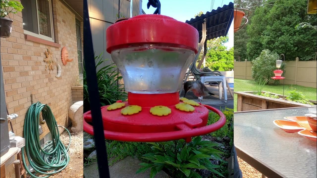 Hummingbird GoPro Motion Detection YouTube