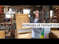 Новая кормушка для рогатого улья - Парк Плюс