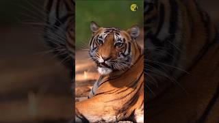 Amazing facts about Tiger #tiger #trending #animallife #animalfacts ##tamiltalk #facts #wildlife