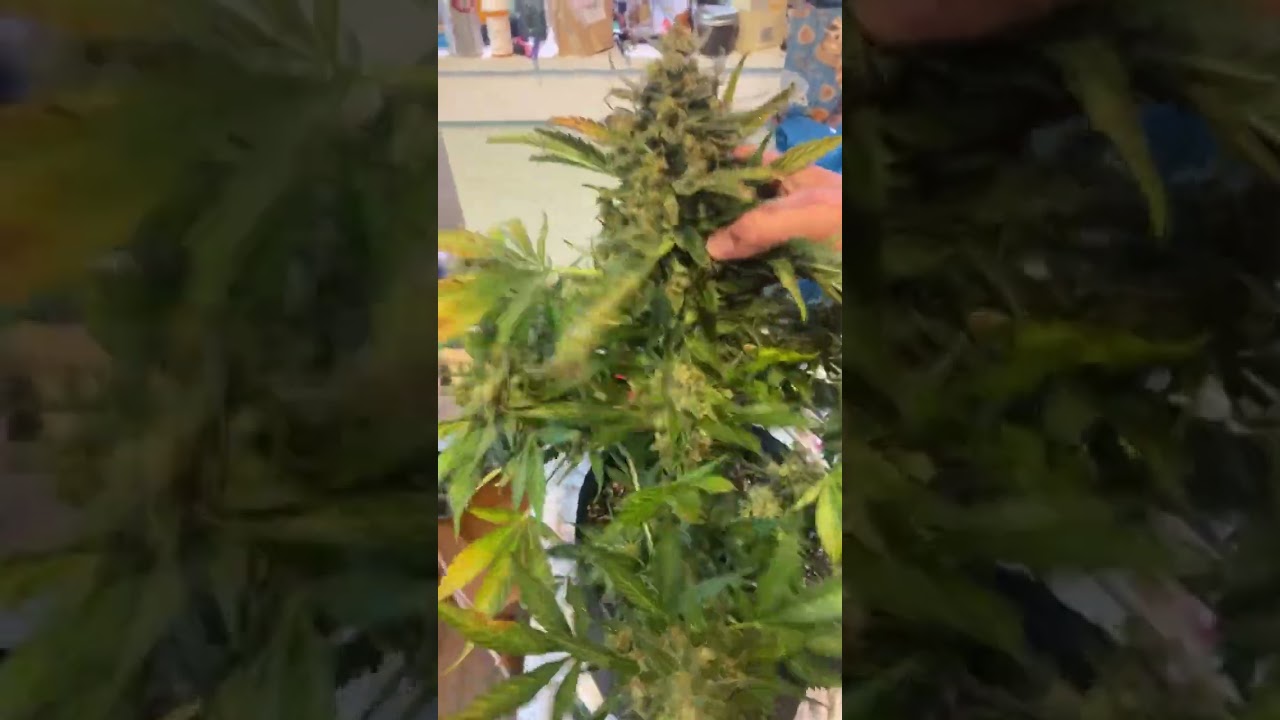 GREEN MOUNTAIN GENETICS!!!!