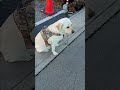 可愛い～直前に～何かとゆうと　#japan #funnydogs #short #shortsyoutube #gardening #travel #羽生牧場　2024年2月9日