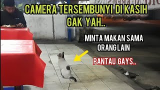 Kucing Ini Minta Makan Sama Orang Lain Sedih Banget Lihatnya Camera Tersembunyi ..!