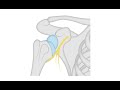 Diagnosing a shoulder dislocation