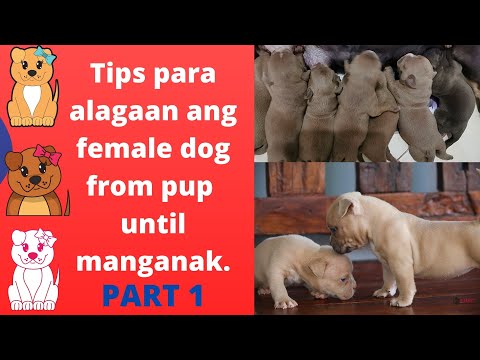 Video: Paano Mag-aalaga Ng Isang York Puppy