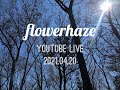 flower haze youtube live vol.2(2021.4.20)
