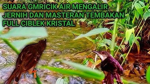 SUARA GMRICIK AIR MENGALIR JERNIH DAN MASTERAN TEMBAKAN FULL CIBLEK KRISTAL
