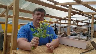 Лютик В Кролиководстве цветочек не ПРОСТОЙ!!!!!! кролики Лютик В Кролиководстве цветочек не ПРОСТОЙ!!!!!! кролики