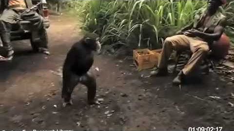Monkey With AK-47 Full video