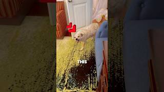 This Dogs Daily Office Routine Is Priceless