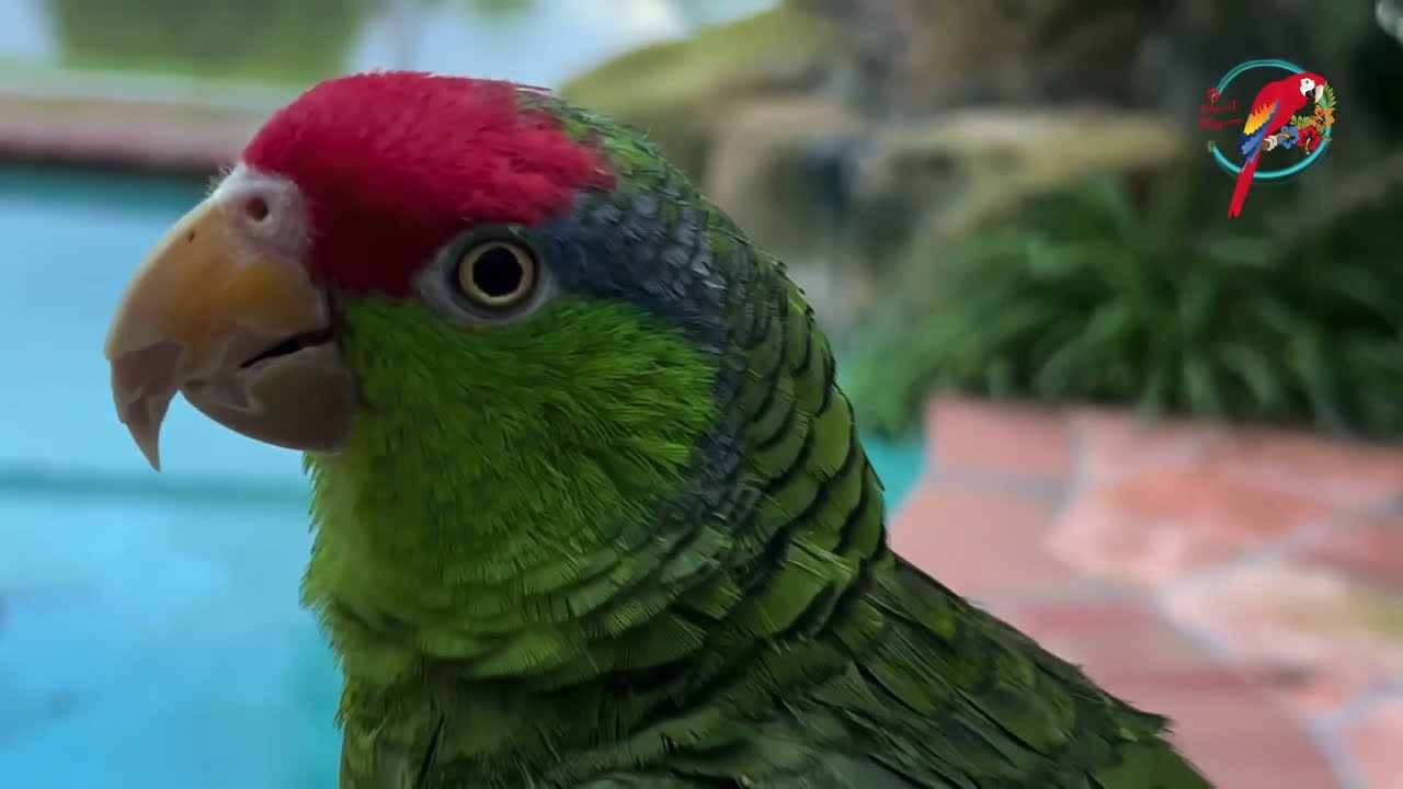 Get A 2nd Amazon? What Gender? parrot_bliss parrot amazon_parrot