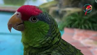 Get A 2nd Amazon? What Gender? #parrot_bliss #parrot #amazon_parrot