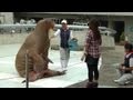 大分・うみたまご水族館のセイウチショー 腹筋など Walrus Performance in Umitamago Aquarium