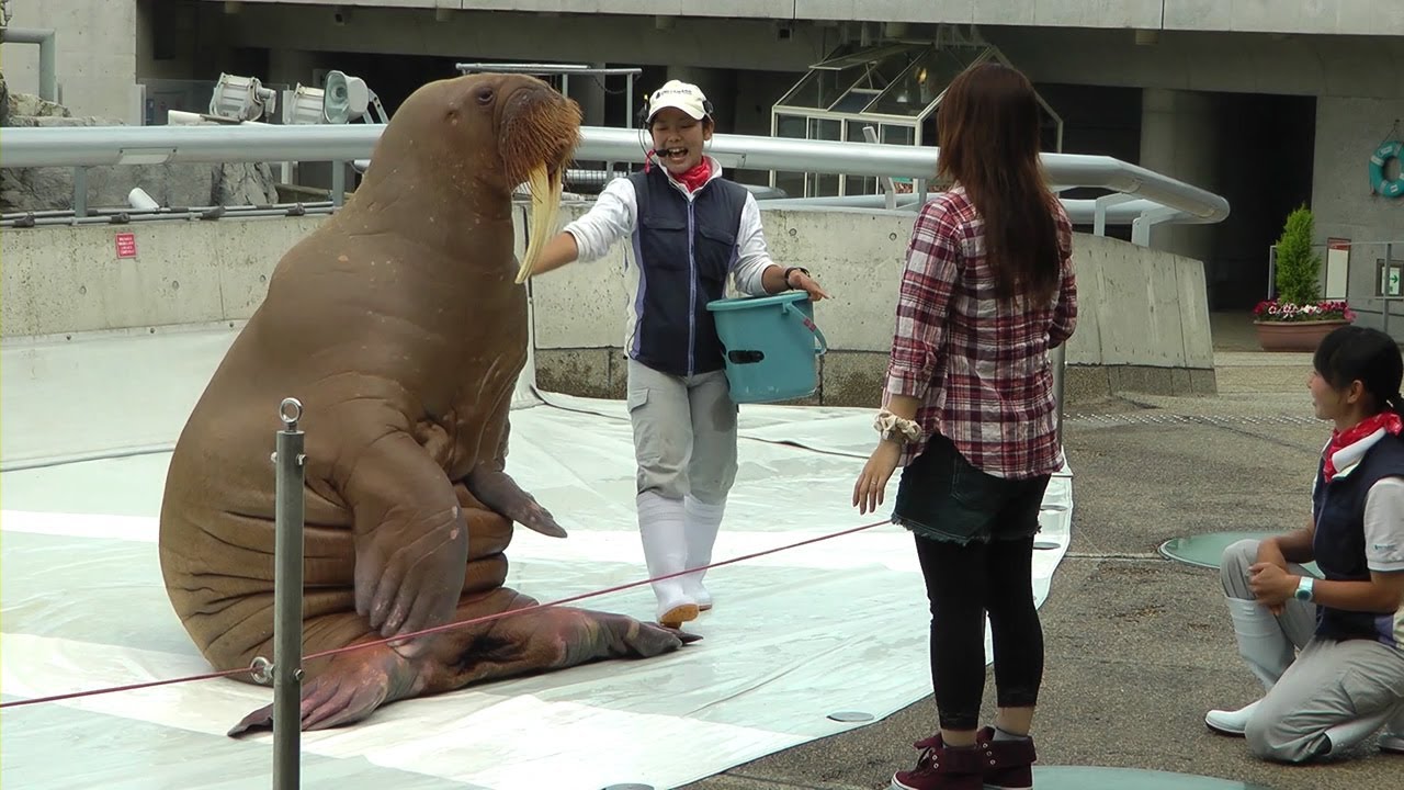 大分 うみたまご水族館のセイウチショー 腹筋など Walrus Performance In Umitamago Aquarium Youtube