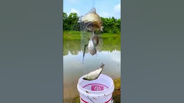 How to Use Fishing Net Trap to Fishing