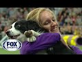 Pnk the border collie wins backtoback titles at the 2019 wkc masters agility  fox sports