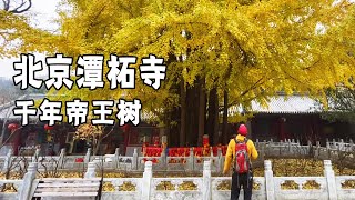 The autumn tour in Beijing, the ginkgo trees in Tanzhe Temple are so beautiful