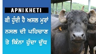 An Introduction to Murrah Buffalo | ਮੁੱਰਾ ਮੱਝ ਬਾਰੇ ਆਮ ਜਾਣਕਾਰੀ