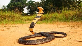 Самые Ядовитые ЗМЕИ на Планете Самые Ядовитые ЗМЕИ на Планете