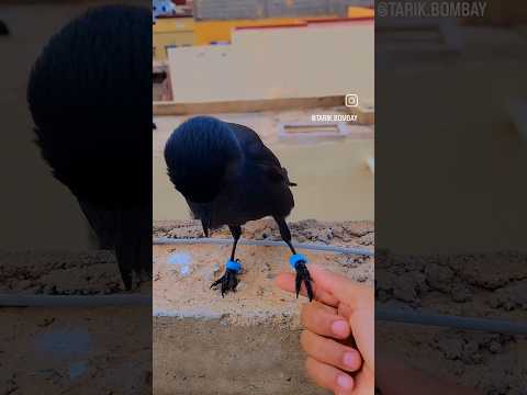 طائر الغراب يميل إلى صاحبه أكثر من الغرباء كارلو الاسطورة ماشاء الله العريفي اكسبلور