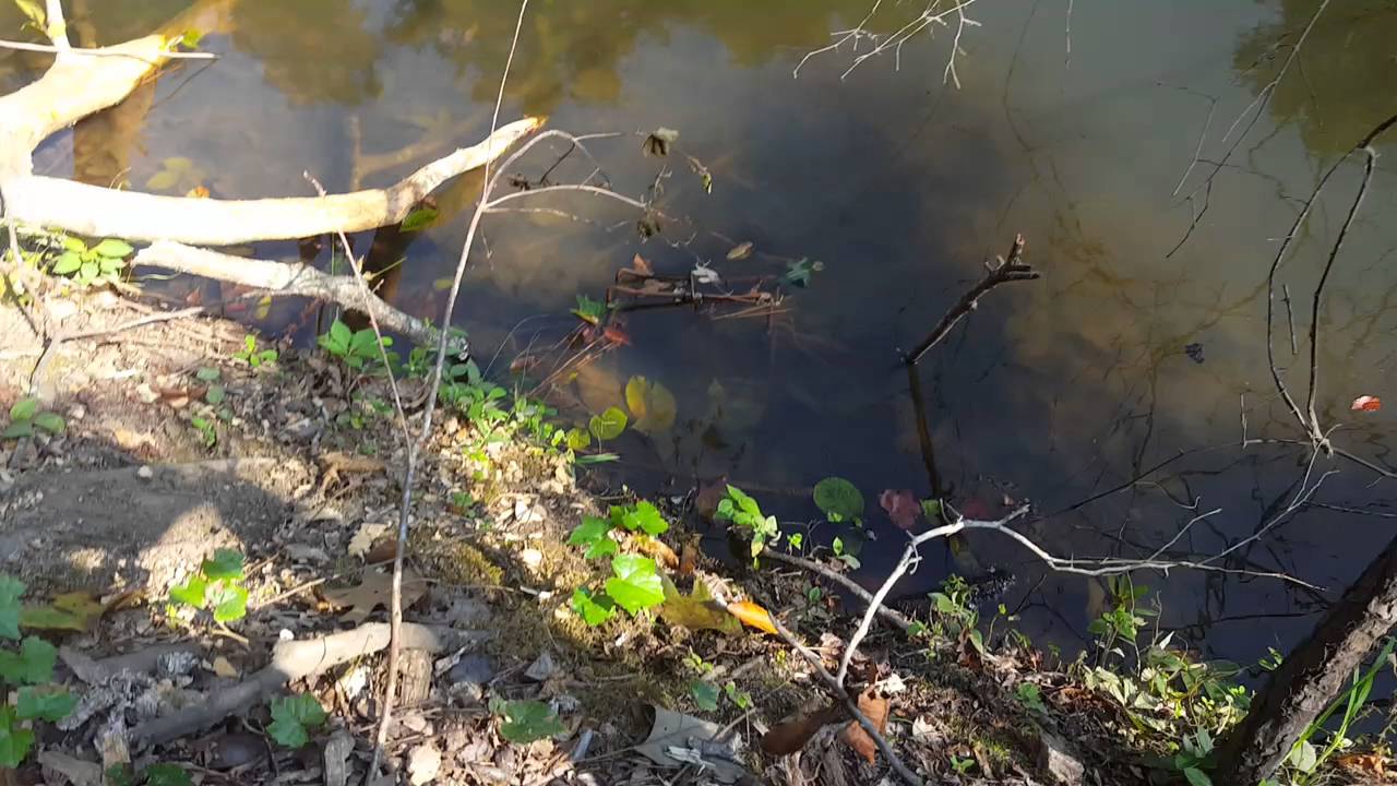 removal of fallopian tube Grade A Critter Which Beaver castor to use?