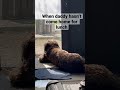 Labradoodle dog …he waits here every day for his daddy #cute #dog #blackpink #labradoodle #shorts