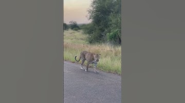 Big Male Leopard Walking In The Road