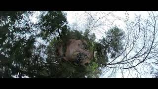 Arnold Arboretum, May Bussey Brook Bridge TR Panorama 4K