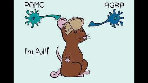 A Good Perception Is Half the Digestion / Cell, No...