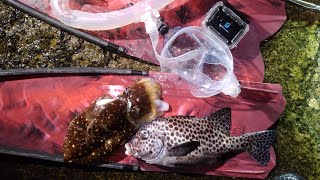 【魚突き】満月の夜に潜りに行きました