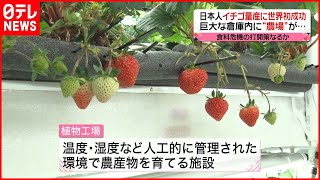 【植物工場】日本人、イチゴ量産に世界初成功　食料危機への打開策となるか