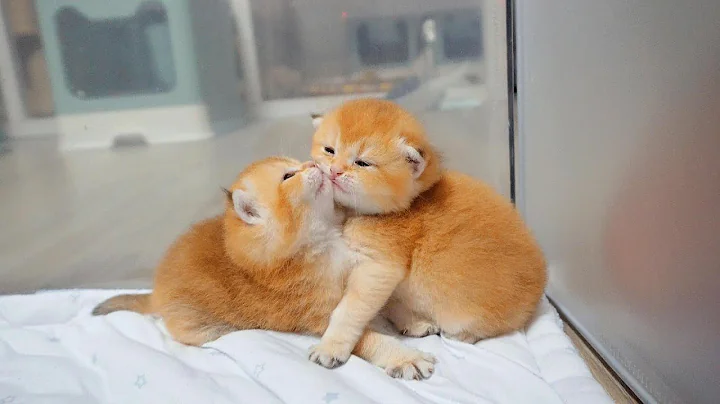 Video 9669711: british shorthair golden kitten, beautiful british shorthair kitten, adorable british shorthair kitten