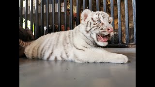 tiger cubs #shorts #cute #animals