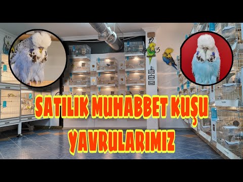 Video: Yavrularınız İçin Mükemmel Köşe Oluşturun.