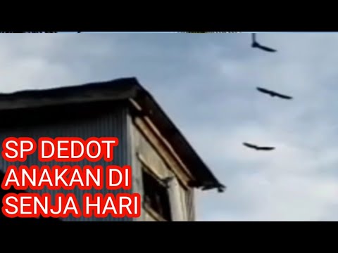 Sp sedot anakan di senja hari