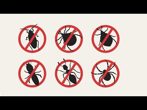 Video: Unde Dispar Insectele?