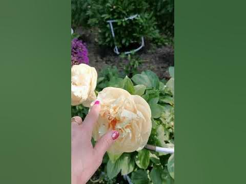 Пион Pastelegance - что нужно знать о сорте. Peony, Pfingstrosen - YouTube
