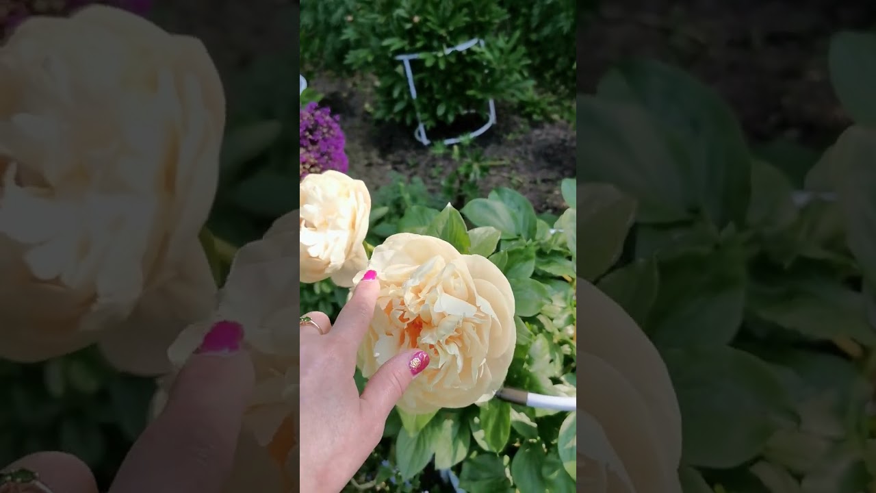 Пион Pastelegance - что нужно знать о сорте. Peony, Pfingstrosen