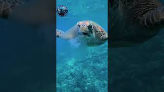 Jellyfish Showdown Epic Battle With A Giant Turtle Havelock Aquatic Life Epic Move By Turtle