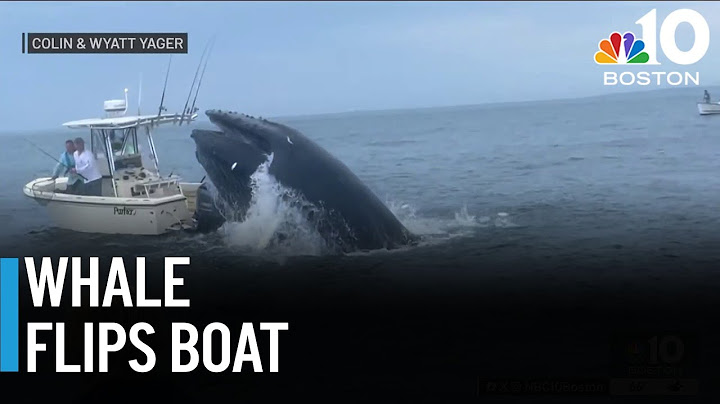 Whale slams into boat off coast of Portsmouth, NH