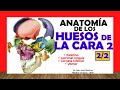 ✅ HUESOS DE LA CARA 2/2 - Cornete Inferior, Vomer, Palatino, Lacrimal