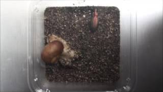 snails
