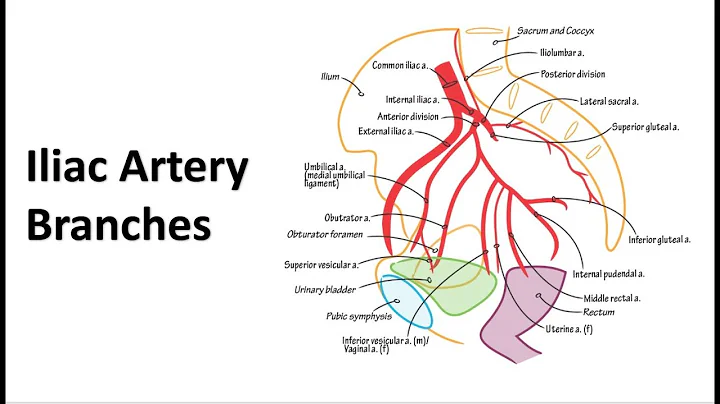 Pelvic Arteries Memory Tricks