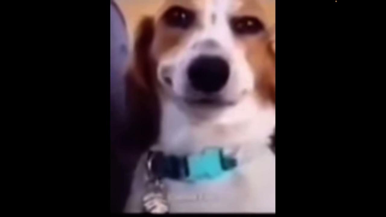 Собака из мема кега. What the dog doing. Собака хакер. What da dog doin. Have no idea what im doingdog.